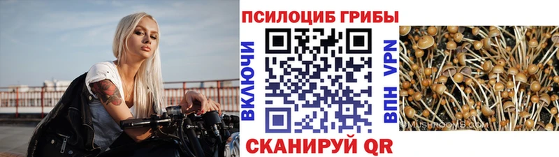 Купить где  Нязепетровск  Галлюциногенные грибы Psilocybine cubensis 